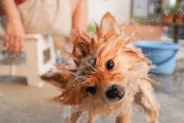 Mokrý štěně Yorkshire terrier se třese po koupaní.
