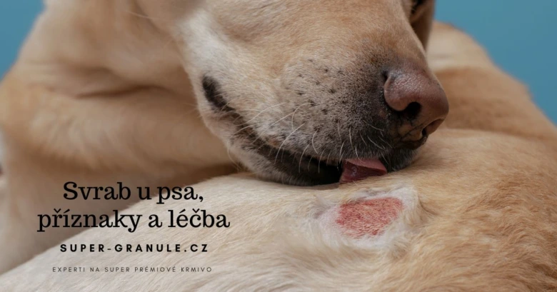 Pso s svrabem lizne podrážděné místo na krku.