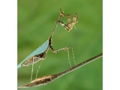 Praying mantis on branch