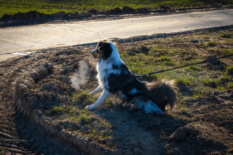 Reactive dog on leash