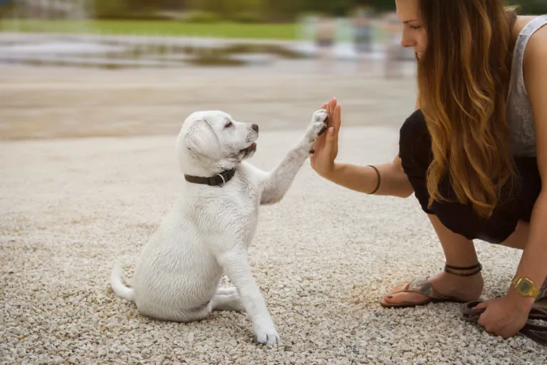 Žena cvičí štěně labradora na pískovitém povrchu.