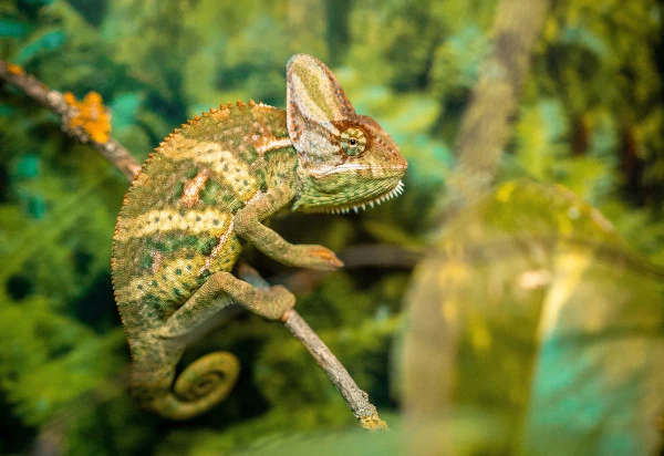 Chameleón sedící na větvi v zeleném prostředí.