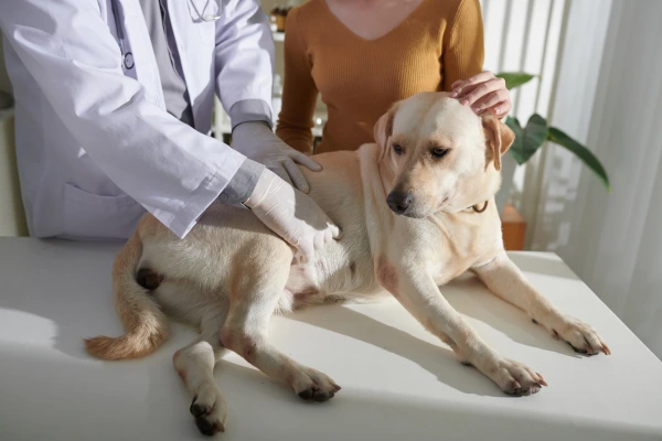 Veterinář zkoumá břicho psa při vyšetření.
