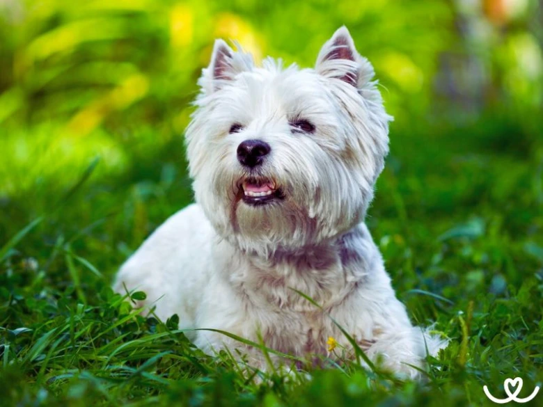 West highland white terrier dog