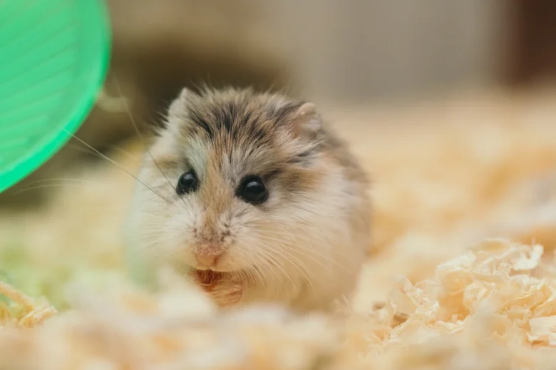 Syrský křeček v kleci s drceným dřevem.