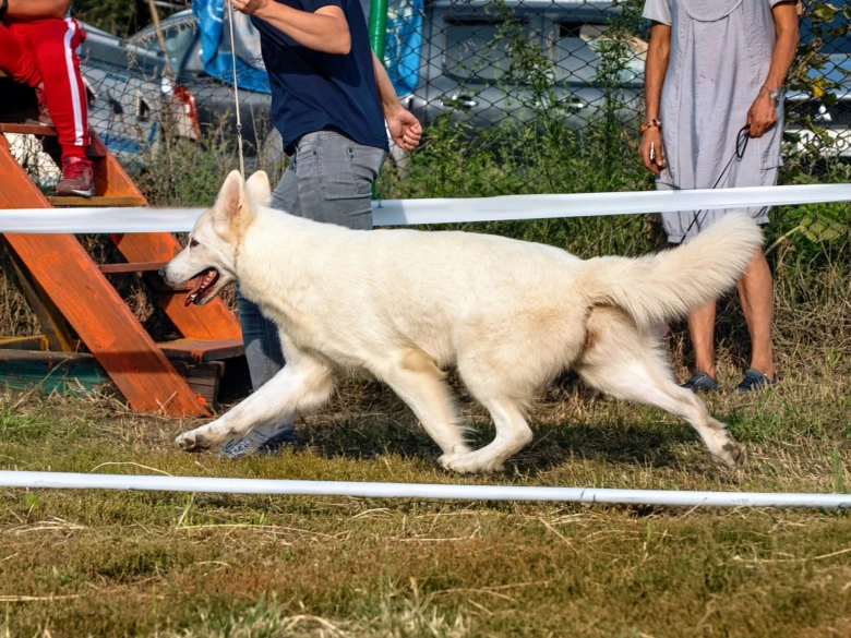Bílý švýcarský ovčák běží na travnatém terénu s otevřenou tlamou.