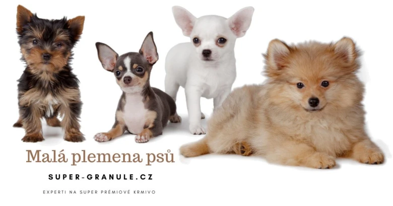 Small dogs on white background