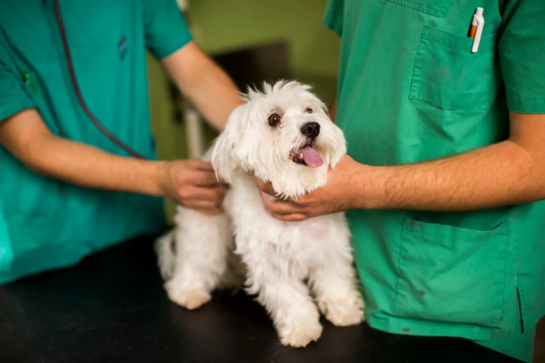 Bílý pes na veterinárním vyšetření s lékařem v zeleném.