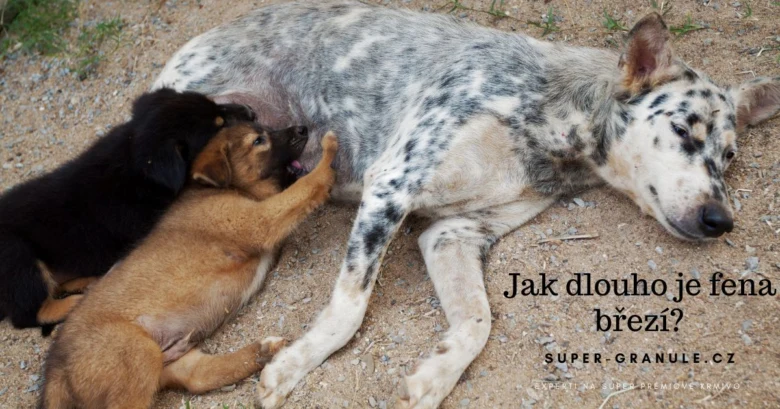 Fena s štěňaty kojícími se po porodu