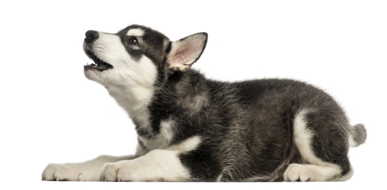 Černobílý štěně husky, které kňučí s otevřenou tlamou.