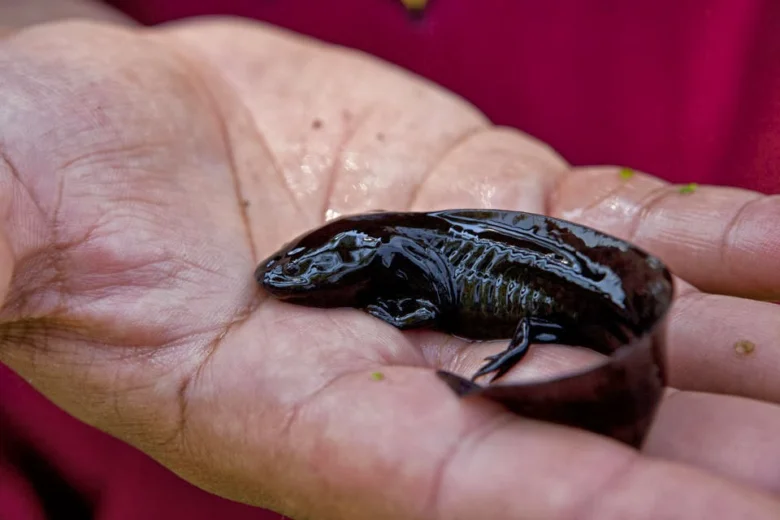 Malý černý axolotl držený v lidské dlani.
