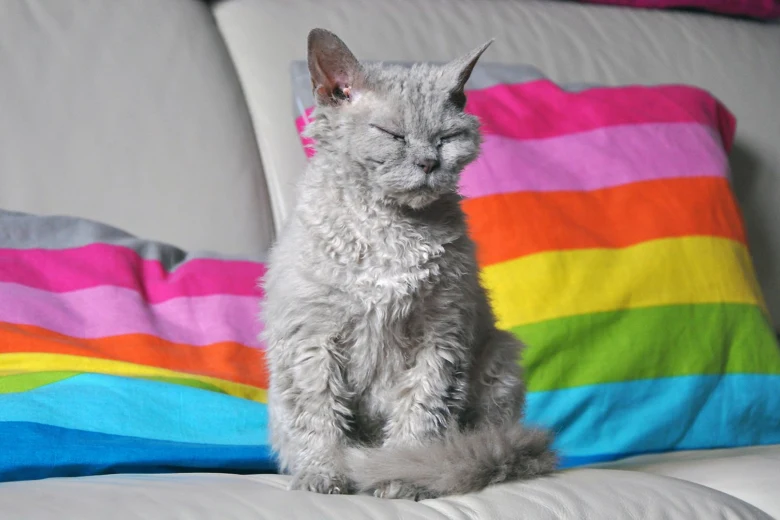 Šedá kočka Devon Rex sedí na bílém povrchu před barevnými polštáři.