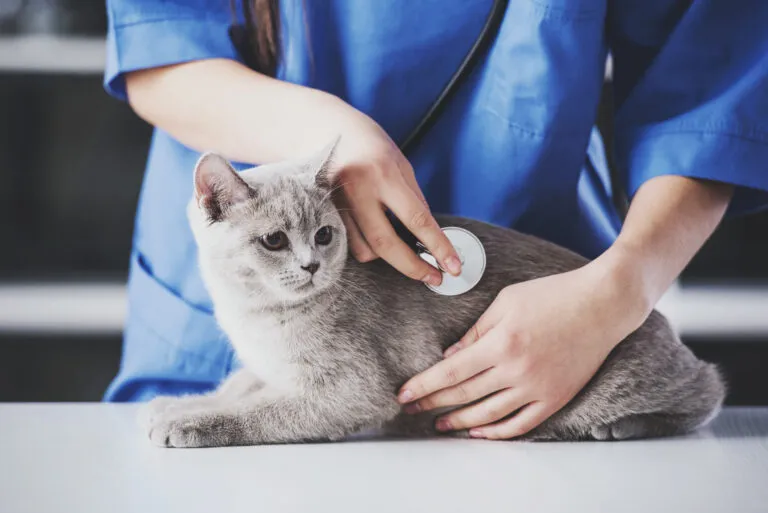Veterinář zkoumá kočku pomocí fonendoskopu v ordinaci.