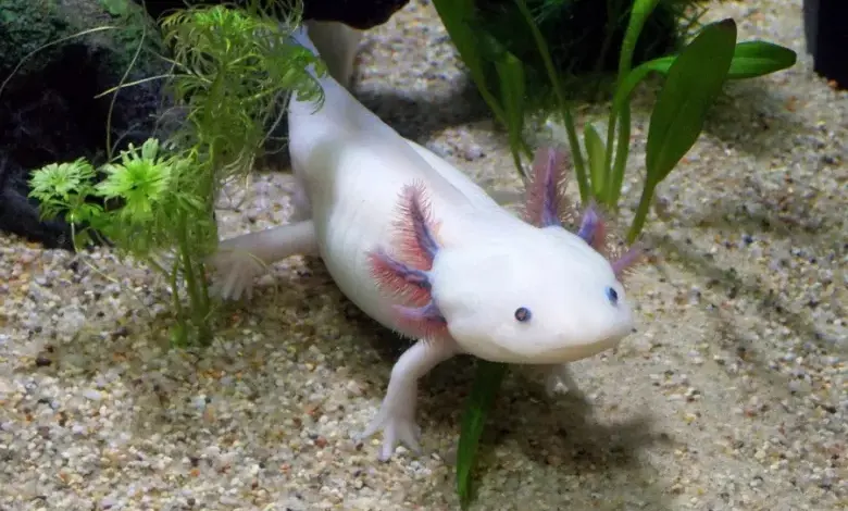 Bílý axolotl plaví se v akváriu s rostlinami.