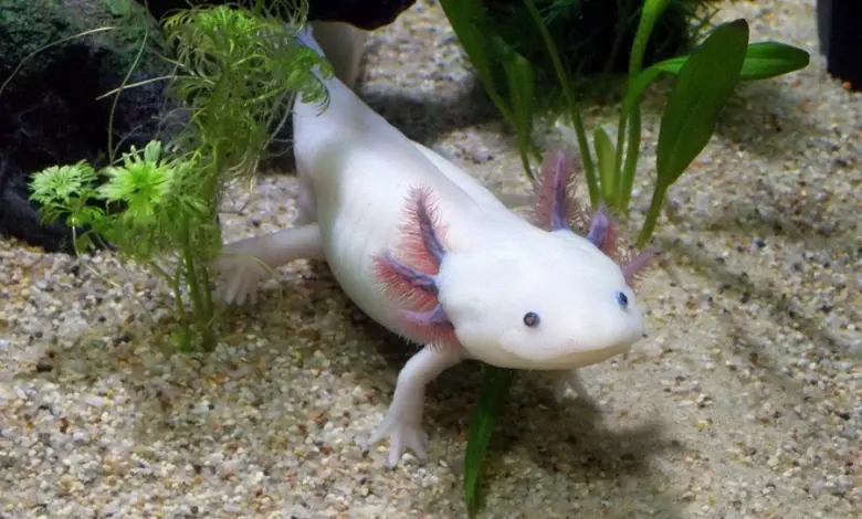 Bílý axolotl plaví se mezi rostlinami v akváriu.