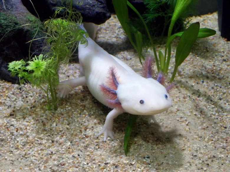 Bílý axolotl plaví se mezi rostlinami v akváriu.