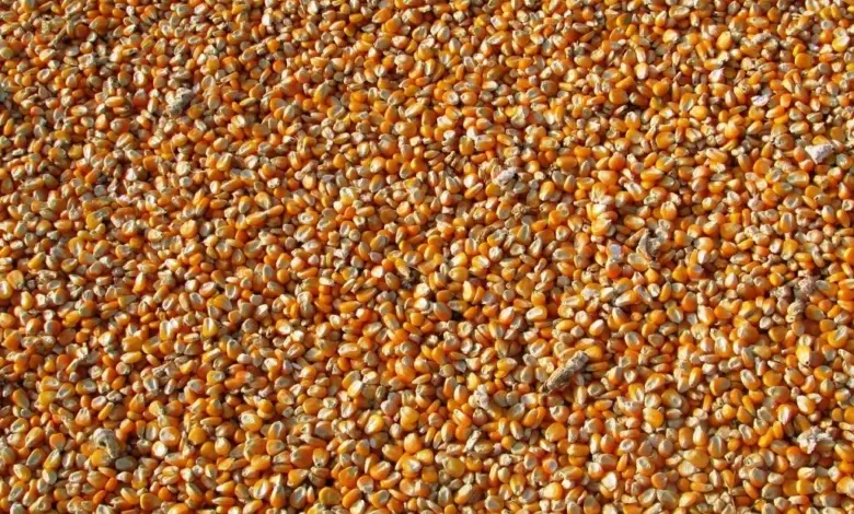 Dried corn kernels