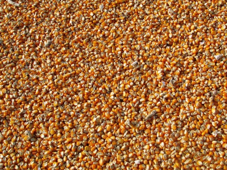 Dried corn kernels