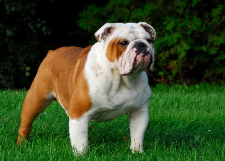 Anglický buldok stojí na trávníku s zelenou vegetací v pozadí.