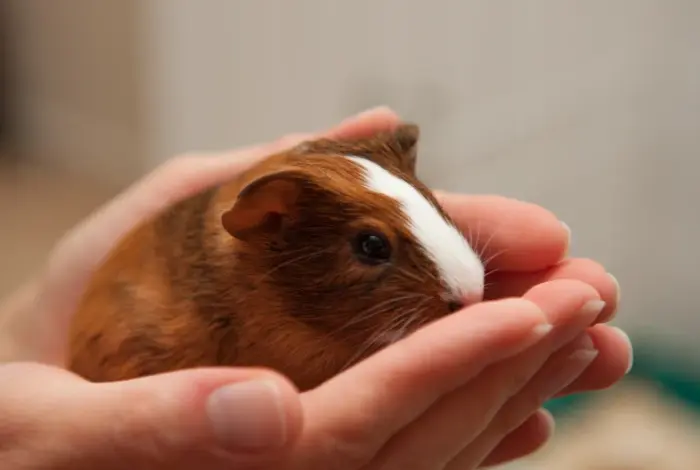 Růžová morčice s bílým pruhem držená v lidských rukách.