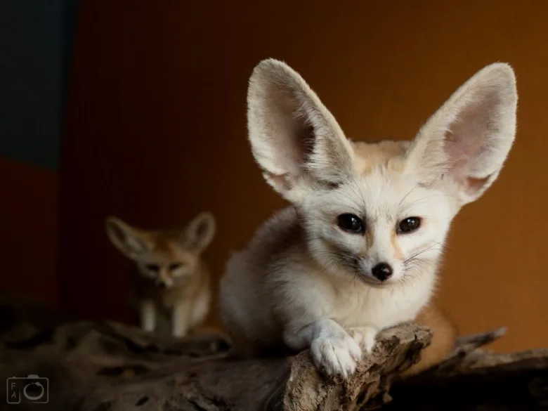 Fennec foxes on wood