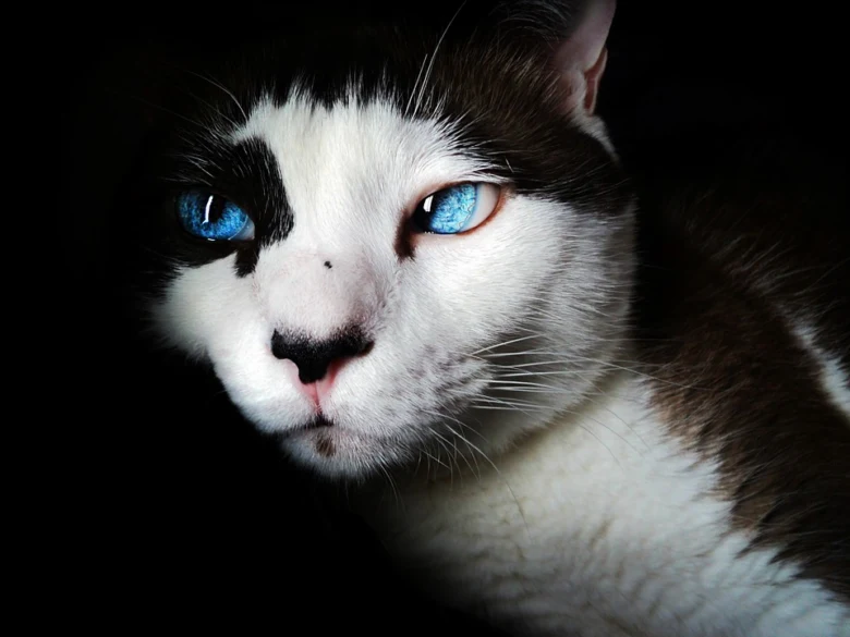 Portrétní fotografie kočky s modrýma očima na tmavém pozadí.