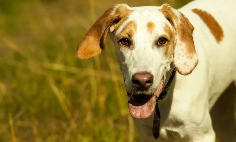 Americký foxhound pes stojí na trávníku.