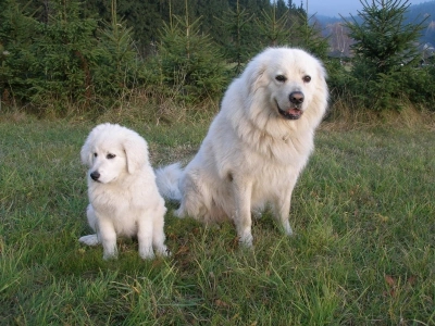 Velký bílý pes sedí vedle malého štěněte na trávě.