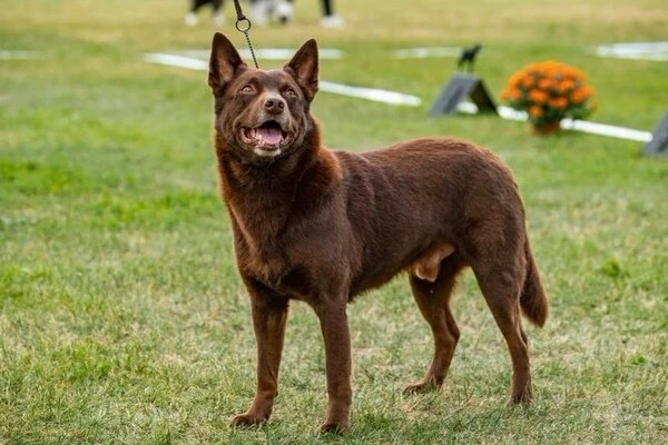 Hnědá australská kelpie stojí na trávníku.