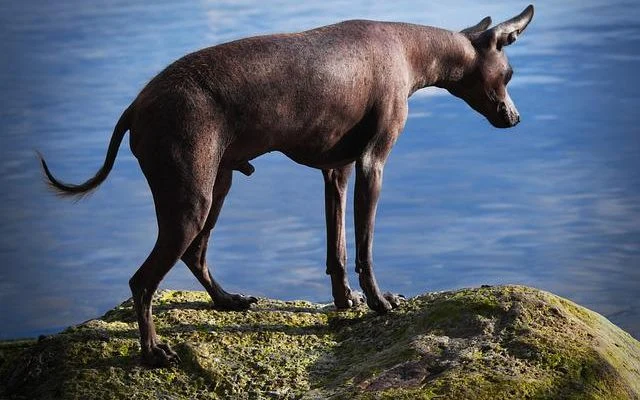 Hladý pes xoloitzcuintl stojí na skále u vody.