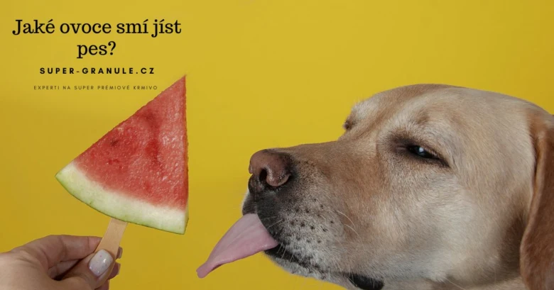 Pes líže kousek melona na tyčce před žlutým pozadím.