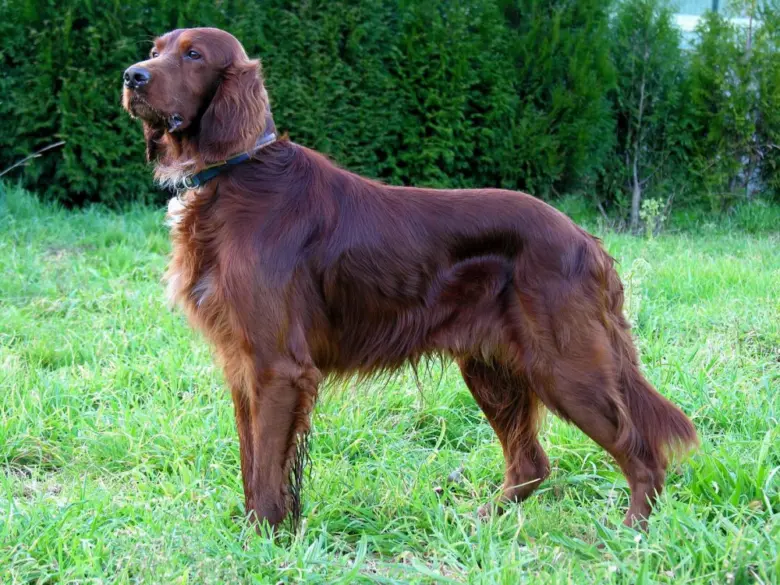 Irish Setter pes stojí na trávníku před zelenými keři.