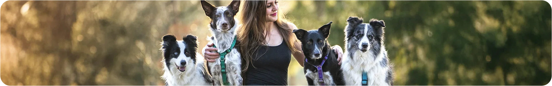 Žena stojí venku s čtyřmi plemeny loveckých psů.