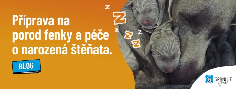 Spící fenka s nově narozenými štěňaty v náručí.