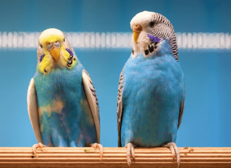 Two budgies on perch
