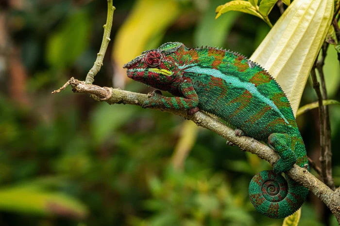 Chameleón sedící na větvi v přírodě.
