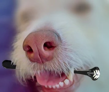 Bílý pes drží v ústech nástroj na čištění zubů.