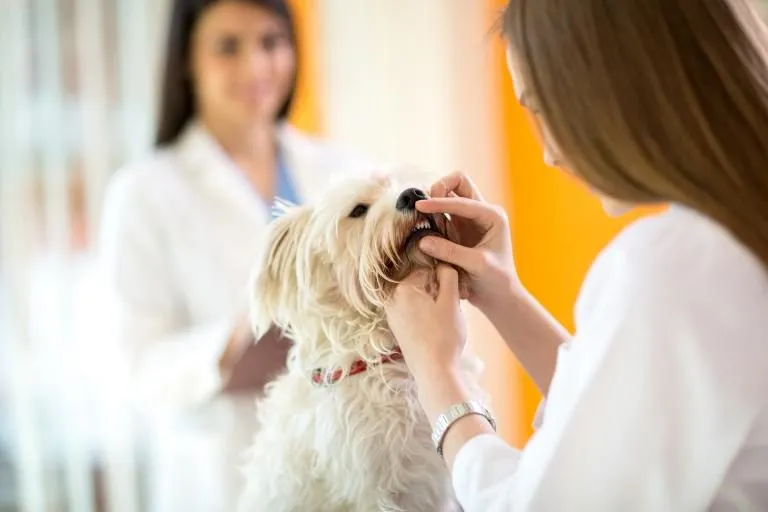 Veterinář zkoumá zuby malého bílého psa v ordinaci.