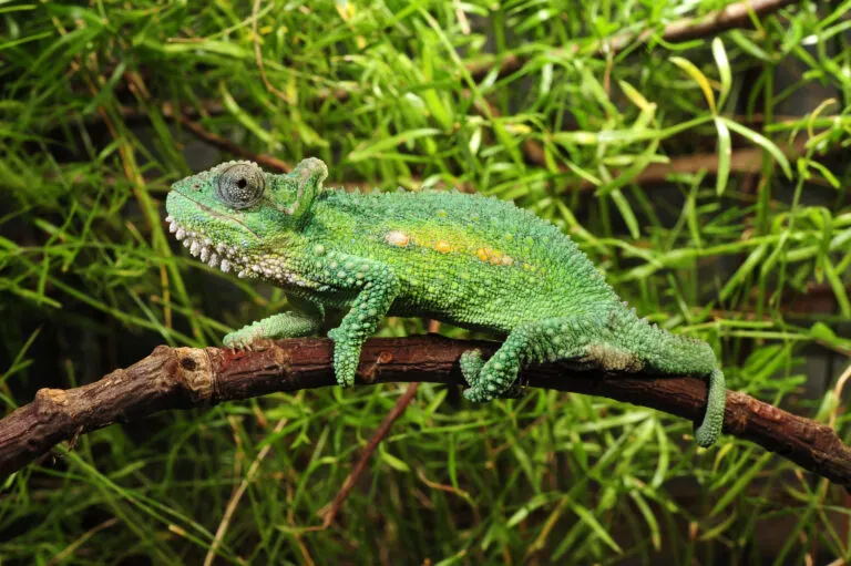 Zelený kameleon sedící na větví před zelenou vegetací.