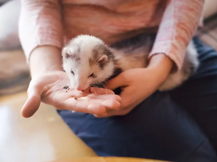 Osoba krmití fretku z dlaně s kouskem potravy.
