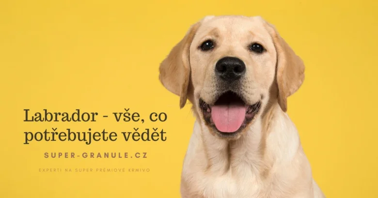 Žlutý labrador retriever s otevřenou pusou na žlutém pozadí.