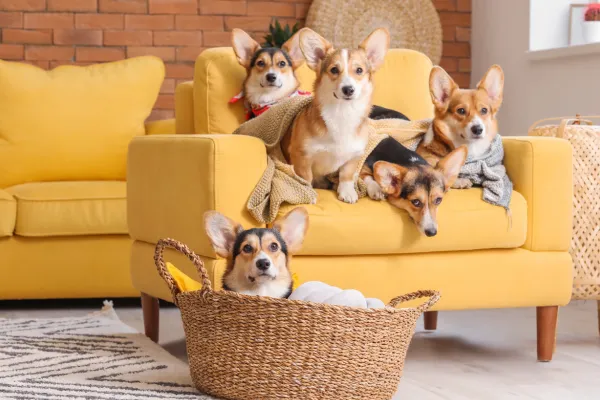 Pět corgíků sedících na žluté pohovce v obývacím pokoji.