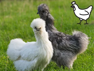Dvě hedvábničky - bílá a šedá - stojí na trávníku.