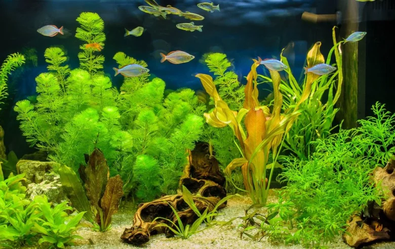 Akvarium s malými rybičkami a zelenou vodní vegetací