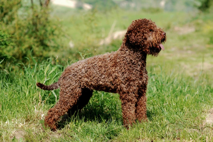 Hnědý lagotto romagnolo stojí na trávníku venku.