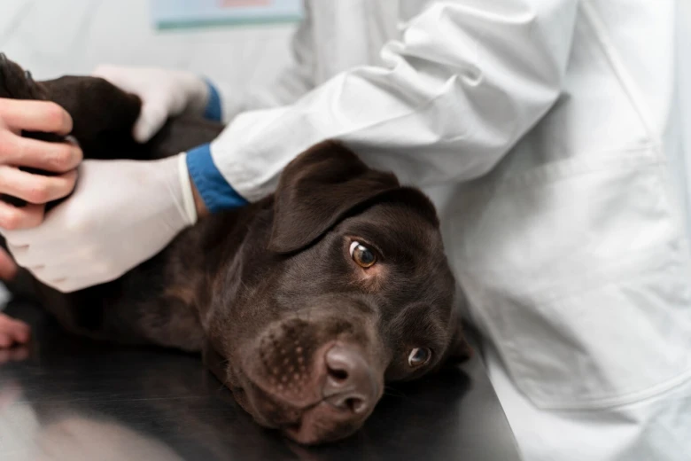 Hnědý pes leží na veterinárním stole při vyšetření.