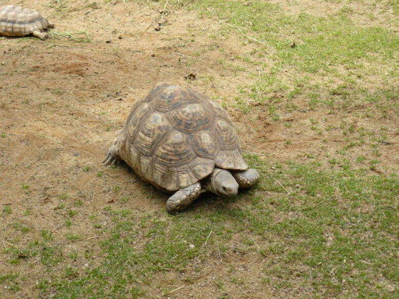 Afrikanští želvy pardálí chodící po suché trávě.