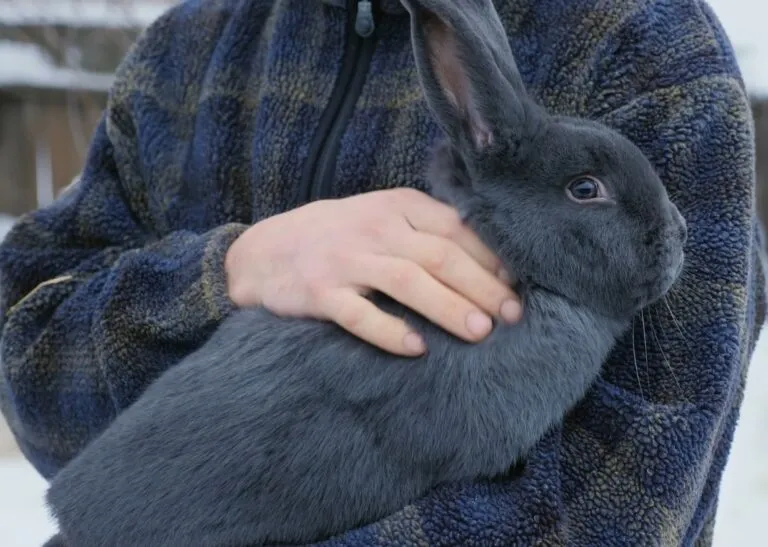 Člověk drží modrého králíka v náručí venku.