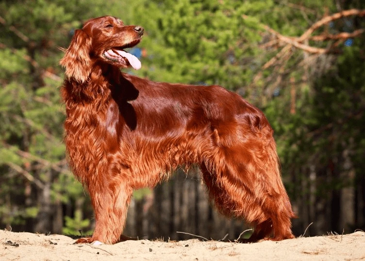 Irish Setter pes stojí na písku v lese s otevřenou pusou.