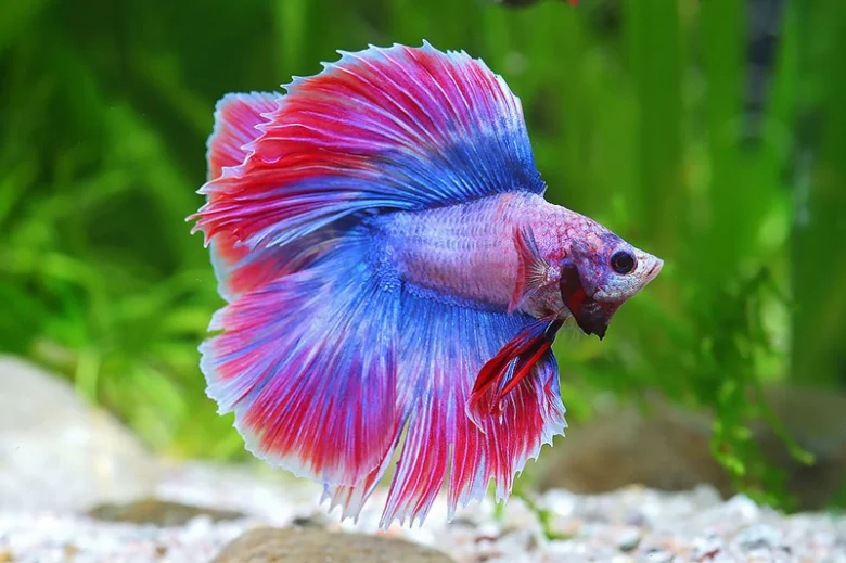 Jasná betta splendens s barevnými ploutvemi v akváriu.